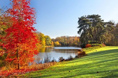 осенние деревья пейзаж PNG , осень, золотая осень, деревья PNG картинки и  пнг PSD рисунок для бесплатной загрузки