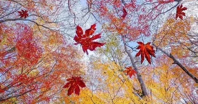 Пин от пользователя Meredith Jesuina на доске Autumn | Пейзажи, Живописные  пейзажи, Осенние картинки