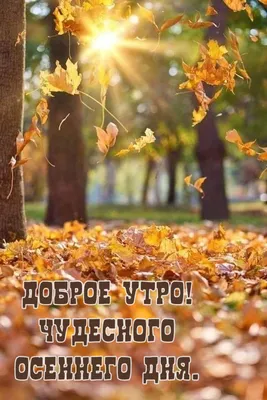 Картина по номерам Осенний сад Пейзаж природа осень в лесу 40х50см Роспись  на холсте Brushme BS9972 (ID#1706468984), цена: 245 ₴, купить на Prom.ua