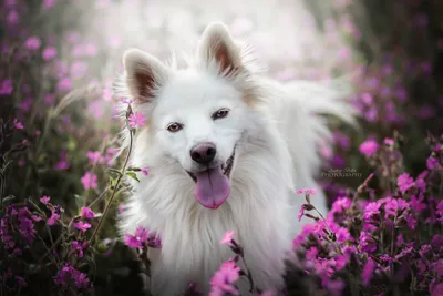 обои : Животные, собака, цветы, природа 2560x1707 - Velian - 1243183 -  красивые картинки - WallHere