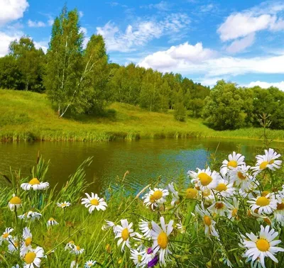 Прекрасные цветы Планеты | ВКонтакте в 2023 г | Летний пейзаж, Пейзажи,  Рисунки пейзажей