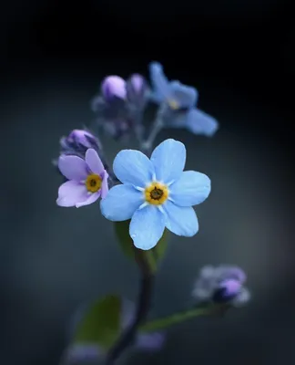 Фото Лето Природа Небо Луга Цветы Облака 3840x2400