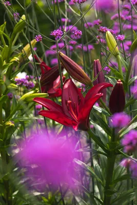 Фото Калифорния США Панорама Горы Природа Цветы Пейзаж 6144x2048