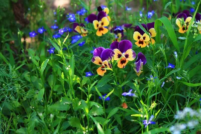 Цветы Природа Цветок - Бесплатное фото на Pixabay - Pixabay