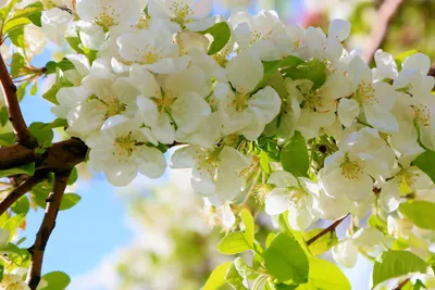 Цветы, небо - Весна - Природа - Картинки на рабочий стол