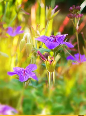 Фотообои Природа цветы на стену. Купить фотообои Природа цветы в  интернет-магазине WallArt