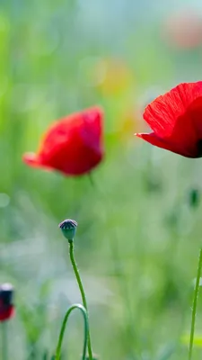 Лето Природа Цветы - Бесплатное фото на Pixabay - Pixabay