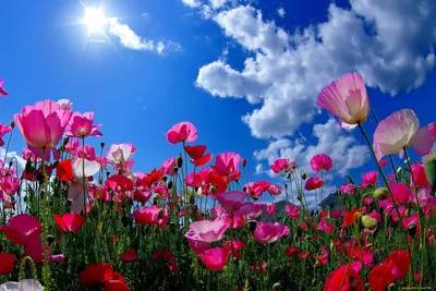 Цветок Природа Цветы Солнцецвет заводы Стоковое Фото - изображение  насчитывающей фауна, дом: 113486352