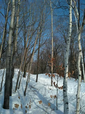 Ранняя весна, таяние снега и льда. Природа в марте. Сцена озеро и лес  сельская Стоковое Изображение - изображение насчитывающей замерзано,  беларусь: 212027337
