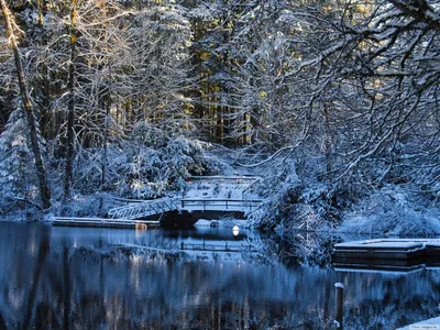 Обои Природа Зима, обои для рабочего стола, фотографии природа, зима, ели,  снег, небо, лес Обои для рабочего стола, скачать обои картинки заставки на рабочий  стол.