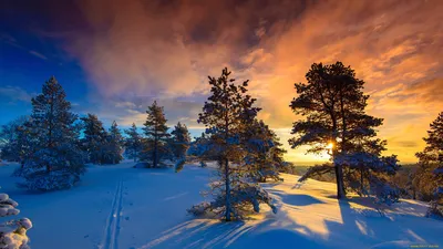 Обои лес, дорога, снег, природа, зима картинки на рабочий стол, фото  скачать бесплатно