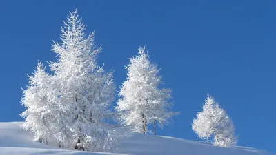 Природа, зима, лес, сказка, снег обои, фото, картинки