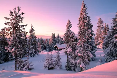 Обои на рабочий стол: Деревья, Природа, Снег, Лес, Солнце, Зима - скачать  картинку на ПК бесплатно № 133158