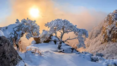 Обои на рабочий стол Природа зимой под северным сиянием в ночном небе /  Сказочный лес, фотограф Sergii Vidov, обои для рабочего стола, скачать обои,  обои бесплатно