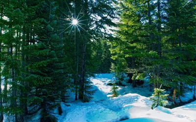 Фон рабочего стола где видно зима, лес, снег, природа, деревянные избушки,  елки в снегу, winter, forest, snow, nature, wooden huts, trees in the snow