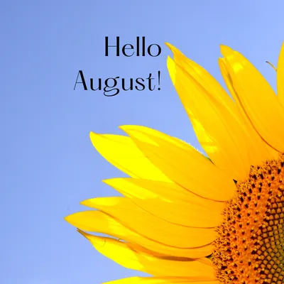 Hello august text retail message Royalty Free Vector Image