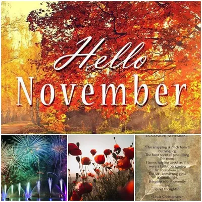 Hello November Illustration Autumn Floral Card Stock Illustration  1559154437 | Shutterstock