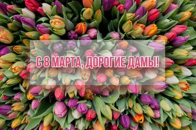 Открытки с 8 Марта бесплатно, скачать красивые поздравительные картинки на  Flowwow