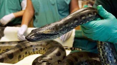 Гигантская змея Анаконда. Интересные факты | Все живое на Земле | Дзен