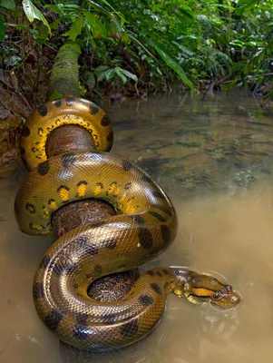 Гигантская змея Анаконда. Интересные факты | Все живое на Земле | Дзен
