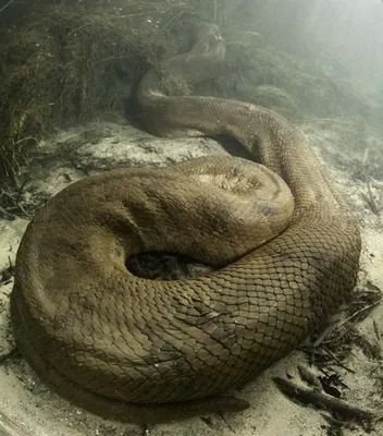 Анаконда - цікаві факти про найвідомішу змію в світі