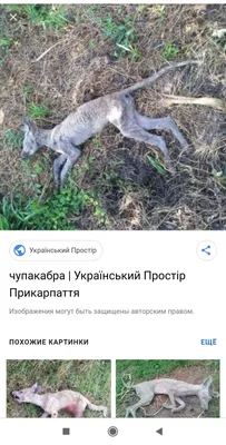 В Воронежскую область вернулась загадочная чупакабра?