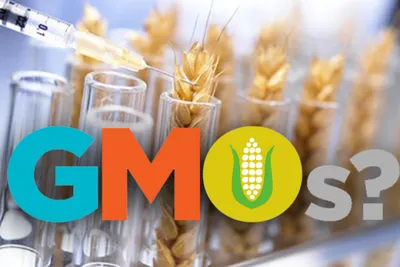 ГМО в финансовом разрезе: мифы о затратах — Latifundist.com