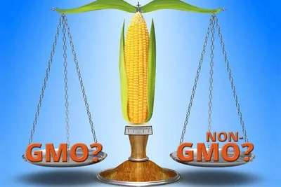 Продукты с ГМО будет легче отличить на прилавках