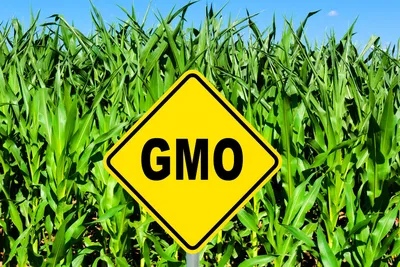 Пару слов о ГМО | Пикабу