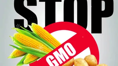 НАСКОЛЬКО ОПАСНО ГМО? | Пикабу