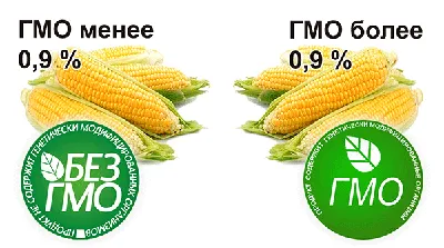 Трансгенные продукты: «все будет ГМО»!