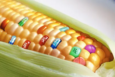 ГМО – это хорошо или плохо?