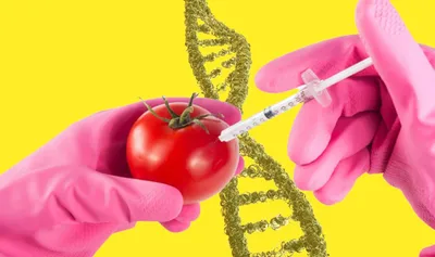 ГМО легализовали в Украине, - Верховная Рада - Today.ua