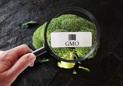Еще раз про ГМО: молекулярный биолог — о мифах и пользе  генно-модифицированных продуктов