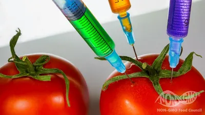ФГБУ «Центр оценки качества зерна» | Генетически модифицированные организмы  в сое