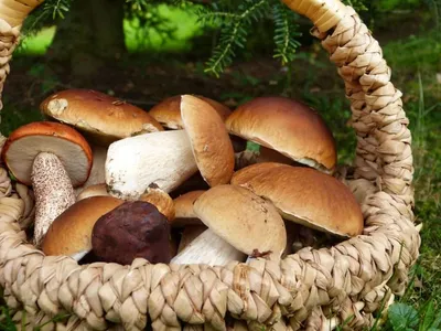 10 фактів про гриби та цікавинки з грибного царства - YouTube