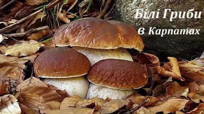Осінні гриби: види і корисність