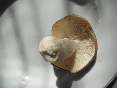 На Вінниччині збирають перші білі гриби. Фото |Вінниця.інфо