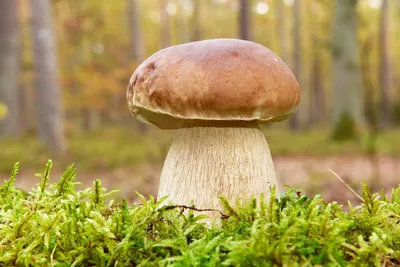Які гриби є їстівними в Україні - Главред