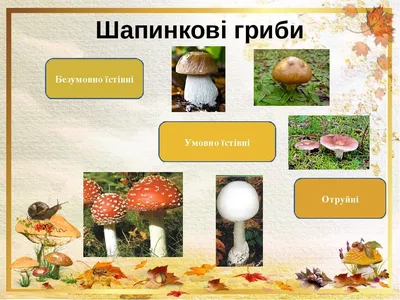 ТОП-3 смачних грибів, про які ви могли не знати