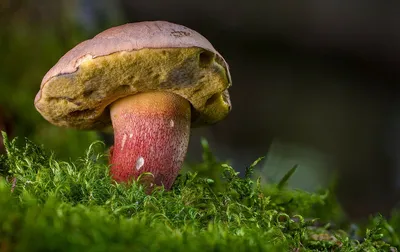 Які гриби не можна збирати? – Яворівський національний природний парк