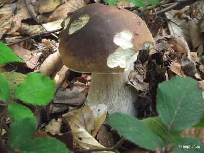 Які гриби ростуть у вересні в Україні - коли збирати опеньки, маслюки та  білі гриби