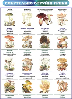 Як відрізнити отруйні гриби від їстівних - інфографіка та поради | РБК  Украина