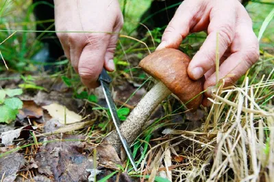 Як на власній дачі можна вирощувати лісові гриби