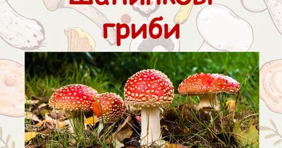 Як правильно збирати гриби в лісі: базові поради і підказки