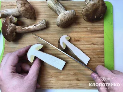 Їстівні гриби у Польщі: фото та назви › ЮА Мігрант 🇺🇦