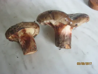 Як заготовити гриби на зиму: прості поради від Євгена Клопотенка
