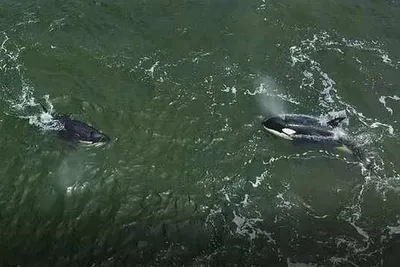 Косатка 2 дельфин-касаток, Камчатский полуостров, Россия Стоковое  Изображение - изображение насчитывающей изображение, развилки: 136156447