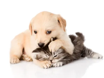 Красивые котята и щенки - красивые фото