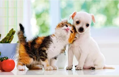 Кот и щенок стоковое фото. изображение насчитывающей собач - 60179320